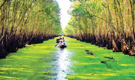 Tour Mekong 1 ngày  Mỹ Tho - Bến Tre