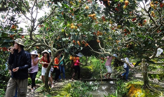 Tour Du Lịch Trải Ngiệm Miệt Vườn (2N1Đ)